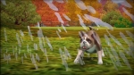 The Sims 3 Pets Kinect Video